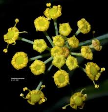 Image result for Anethum