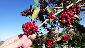 Image result for Ilex mitis