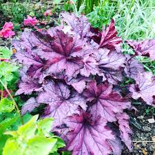 Forms a dense clumping habit with tall stems of white flowers that appear in summer. Heuchera Spellbound Alumroot Spellbound In Gardentags Plant Encyclopedia