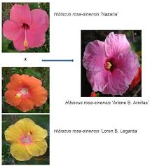 The style is the flower's ovary. Figure 5 From Development Of Hibiscus Hybrids Women In Public Service Series Ii And Propagation Studies On Hibiscus Rosa Sinensis Cynthia Semantic Scholar