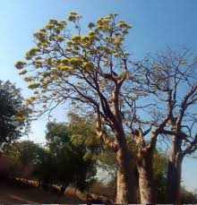 Image result for Hermannia floribunda