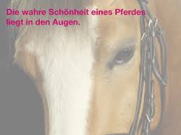 Die 100 Schonsten Pferdespruche Bumblebee Ina