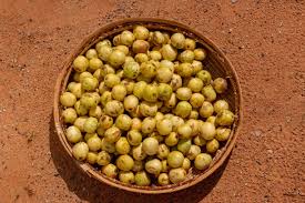 Image result for Sclerocarya