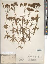 Image result for Agathisanthemum