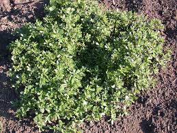 Image result for Portulaca centrali-africana