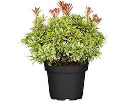 Image result for Pieris japonský obrázek