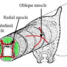 If you want bigger biceps, do barbell curls and hammer curls to help you get bulkier upper arm muscles. Octopus Arm Muscular Anatomy Download Scientific Diagram