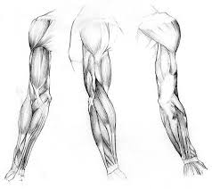 Study Of Arm Muscles By Kaliptus Jpg 600 535 Pixels Anatomy Drawing Arm Muscles Arms