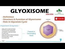 What's the definition of gone to seed in thesaurus? What Is Glyoxysomes Definition Structure Function Micro B Life