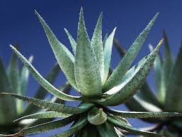 Image result for Aloe