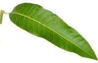Jenis daun yang ideal misalnya seperti daun mangga. Pembelajaran 1 Subtema 4 Pertumbuhan Dan Perkembangan Tumbuhan Mikirbae Com