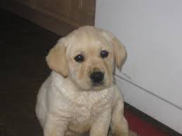 This protective and loving dog is a great watch dog. Akc English Labrador Retriever Puppies For Sale In London Ohio Classified Americanlisted Com