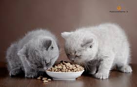 Lo sviluppo del tuo bambino. Alimentazione Gatto 0 A 12 Mesi Tutto Quello Che Devi Sapere