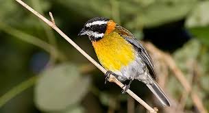 Image result for Barleria spinulosa