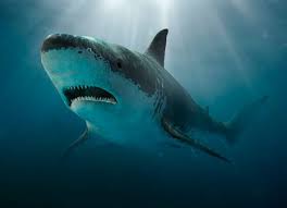 Потому что костей не имели. Megalodon Razmery Akuly Opisanie Chto El Vymiranie