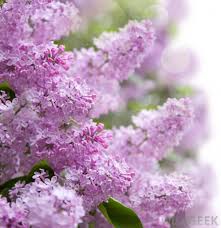 Ob eingeklappt oder über's ohr: What Is A Korean Lilac With Pictures