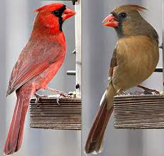 The texas hill country is a great place for bird watching. What Are The Odds Statistics Prof Photographs Rare Bird News Center