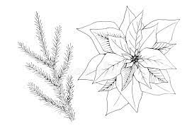 Sketch Fir Branches And Poinsettia Flower Graphic Stock Illustration Illustration Of Drawing Greeting 158649524
