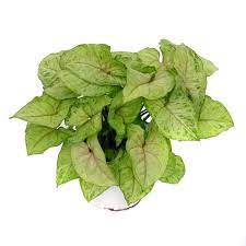 Nephthytis Berry Allusion Aka Syngonium Podophyllum Berry Allusion Butterfly Or Arrowhead Plant Arrow Shaped Lea Plants Arrowhead Plant Starter Plants
