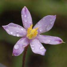 Image result for Xerophyta pseudopinifolia