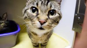 Where can i find a vip petcare clinic? Meridian Animal Clinic Meridian Mississippi 39307 Our Services Boarding