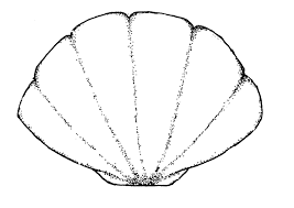 Clam coloring pages are a fun way for kids of all ages to develop creativity, focus, motor skills and color recognition. Clipart Clam Shell Images Pictures Becuo Shell Coloring Pages Shell Outline Sea Shell Coloring Pages