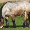 Ce coloriage de cheval difficile va réjouir les plus grands ! Https Encrypted Tbn0 Gstatic Com Images Q Tbn And9gcrvnmyajpichkd0nu8kq P8i0rqwkupek1v4w6 Vxvarkjhg6t7 Usqp Cau