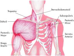 The system used here groups the muscles based on their function and topography (which are closely related in the. Shoulder Chapter 1 Sports Medicine For The Emergency Physician