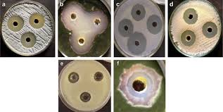 Image result for Schizozygia coffaeoides