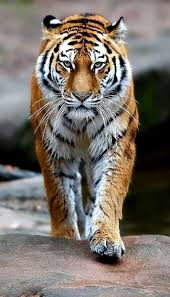 Tiger Strolling Through The River Bank Animals Wild Beautiful Cats Animals Beautiful