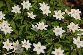 The bush is named for its fragrance, which contains a combination of sweetness and sharpness. Wood Anemone Rhizomes Anemone Nemorosa Available Now Uk Delivery Naturescape