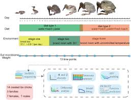 Frontiers Establishment Of Gut Microbiome During Early Life And Its Relationship With Growth In Endangered Crested Ibis Nipponia Nippon Microbiology