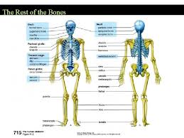 The human body is the structure of a human being. The Skeletal System Functions Of The Skeletal System
