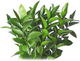 Artificial italian ruscus greenery stem 27.55 tall. Italian Ruscus Wholesale Flowers Flowers About Flowers