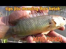Umpan Kangkung Memang Jitu Untuk Mancing Ikan Betok Di Spot Seperti Ini Youtube
