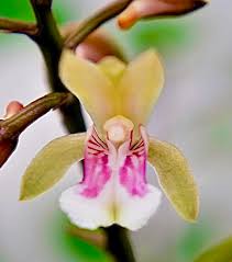 Image result for Oeceoclades maculata × quadriloba