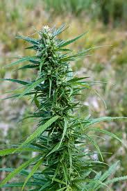 Image result for Cannabis sativa