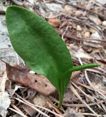 Image result for Ophioglossum vulgatum