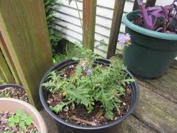 Image result for Cyanotis caespitosa