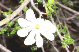 Image result for Brachystegia utilis