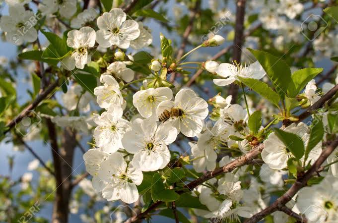 Mga resulta ng larawan para sa Spring season, blooming Sour Cherry"