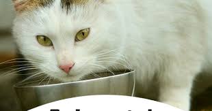 baby es gibt so viele sorten katzenfutter und vor allem so viele minderwertige h in 2020 cats funny cats animals