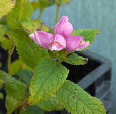 Image result for Tinnea coerulea