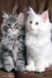 Pet adoptions are a great thing. Epingle Par Loser Sur Animal Chaton Mignon Chat Mignon Animaux Adorables