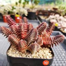 Image result for Crassula capitella
