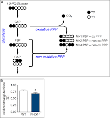 Since the value of data explodes when it can be linked and fused with other data, addressing the big data integration (bdi) challenge. Deletion Or Inhibition Of The Oxygen Sensor Phd1 Protects Against Ischemic Stroke Via Reprogramming Of Neuronal Metabolism Abstract Europe Pmc