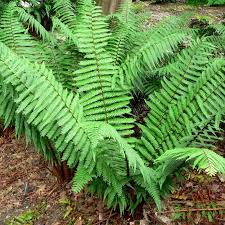 10 Plantes Exotiques Et Rustiques Pour Jardin Jungle Articles Preferes Plante Jardin Plante Exotique Et Plante Fougere