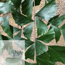 Image result for Caryota urens