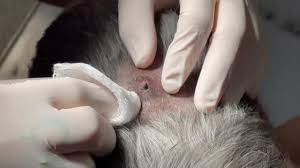 Cisto sebáceo em cão