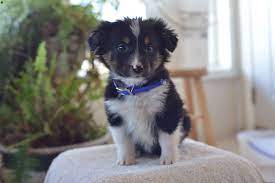 Maybe you would like to learn more about one of these? Toby Australian Shepherd Mix Puppy For Sale In Ohio Puppies Australian Shepherd Mix Puppy Australian Shepherd Mix Puppies
